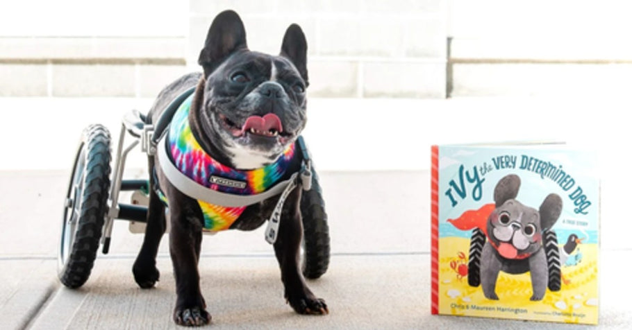 Get to Know Ivy the Very Determined Dog